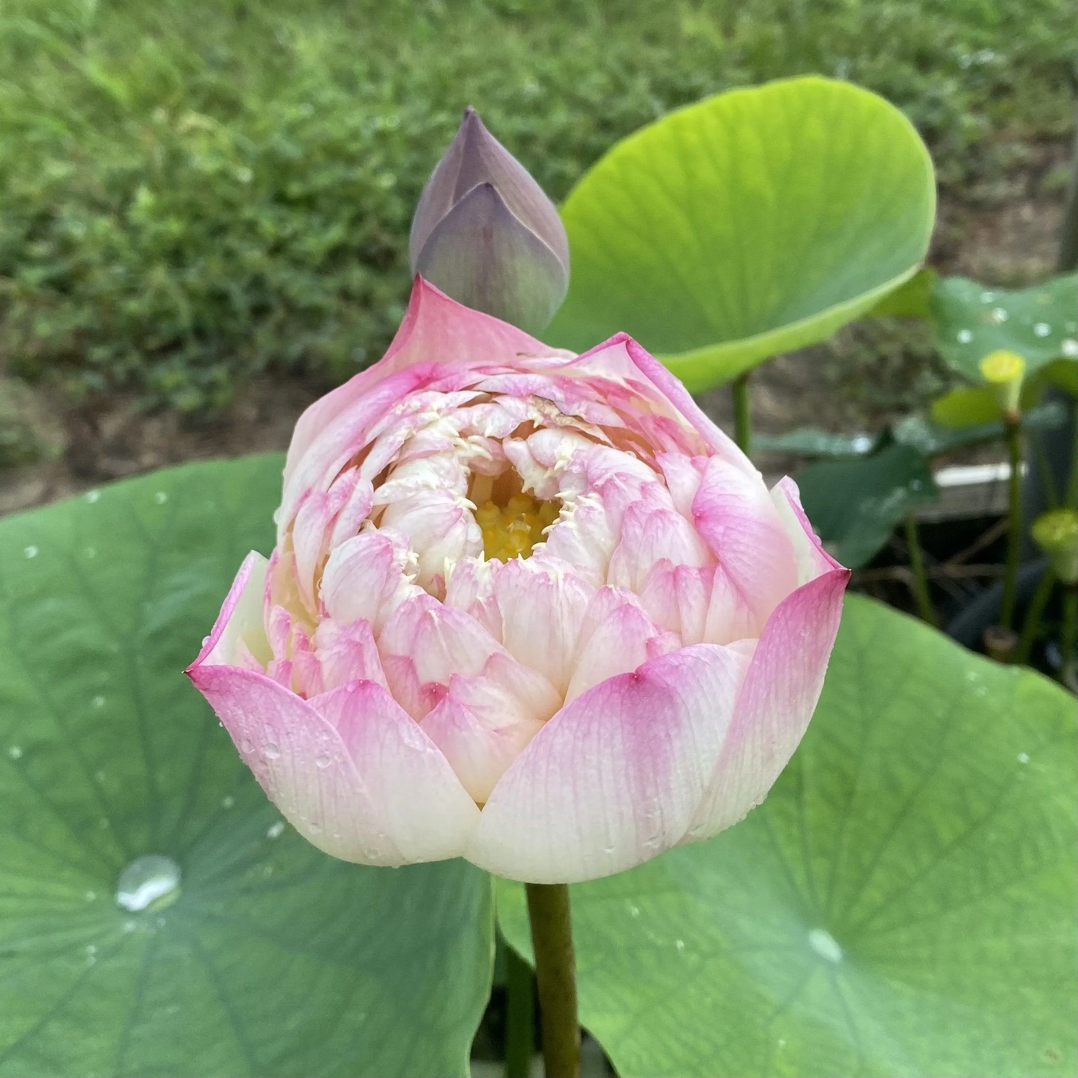 Charming Lips Lotus (Bare Root)