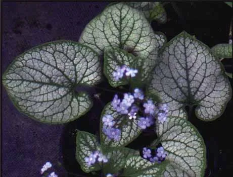 pot brunnera jack frost