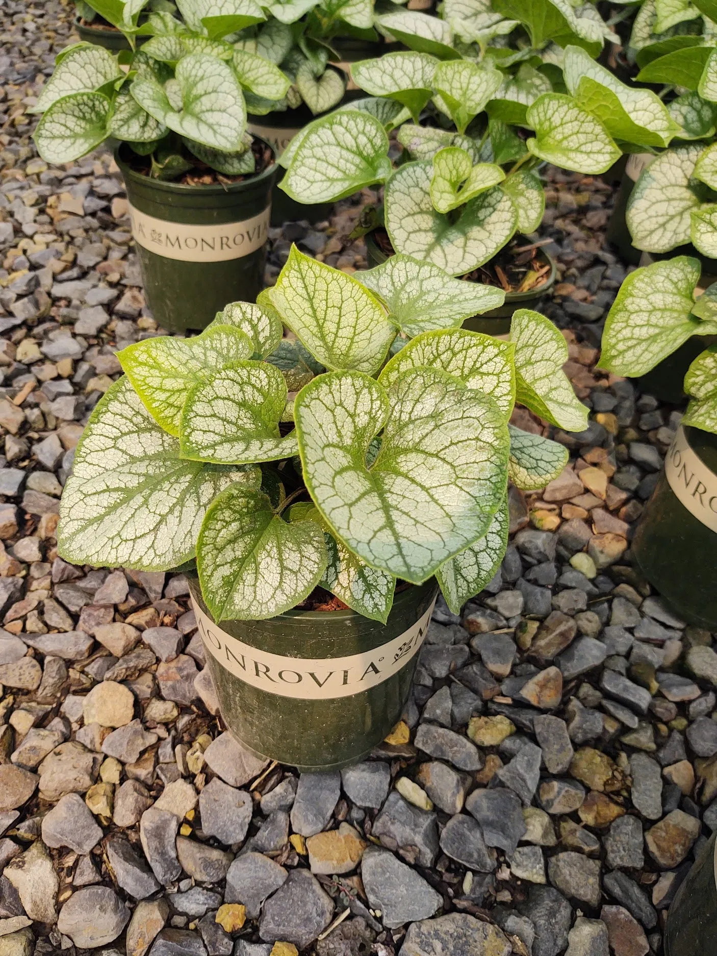 pot brunnera jack frost