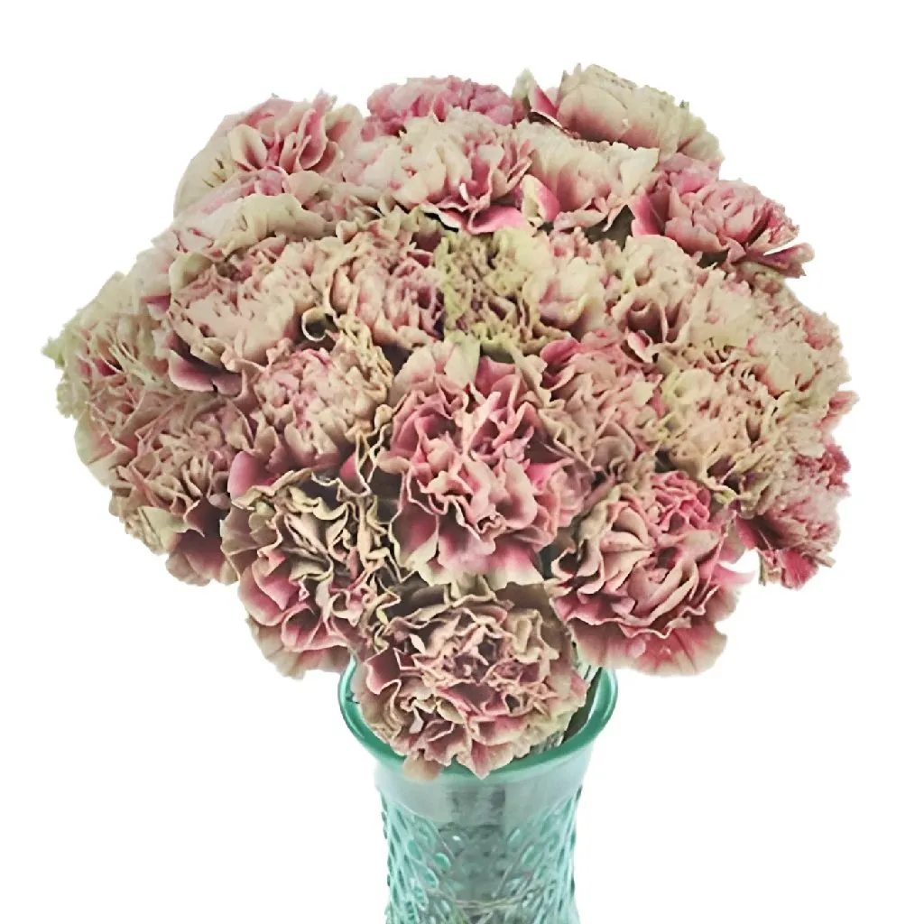 Prince Charming Carnation Flowers