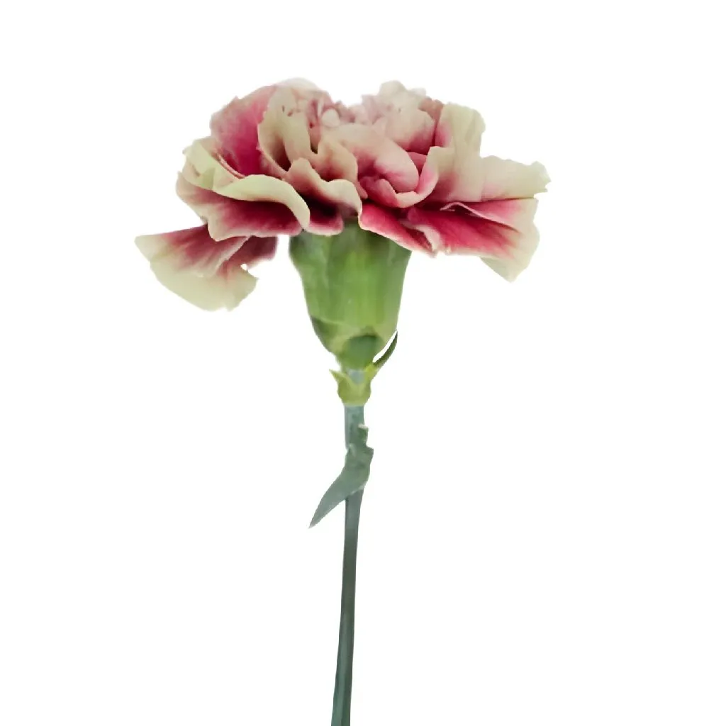 Prince Charming Carnation Flowers