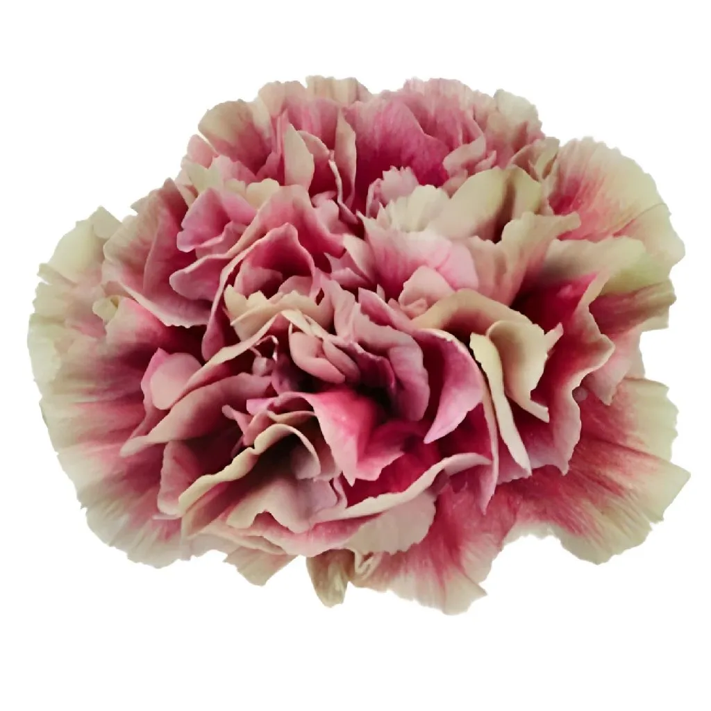 Prince Charming Carnation Flowers